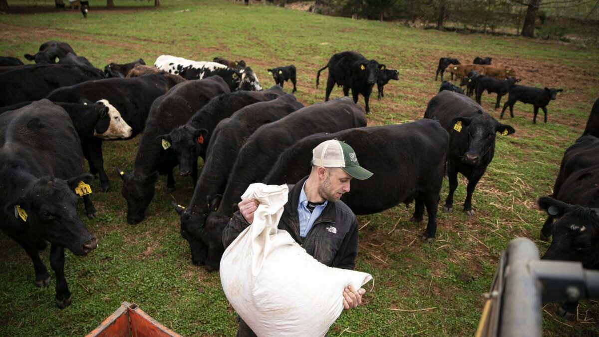 A man holds a large white bag of feed with a herd of cows standing behind him.