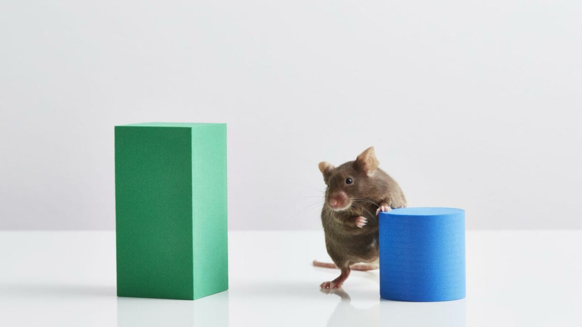 mice